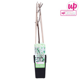 Wisteria floribunda Alba - Weiße Glyzinie - Ø15cm - ↕65cm