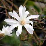Green boutiQ - Sträucher - Magnolia Stellata - Blüte Weiß - 1 Pflanze - Laubabwerfend - Wenig Pflege - Topf 17cm Höhe 45cm