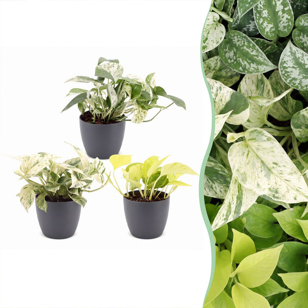 Pothos tricolore avec cache-pots gris - Epipremnum - lot de 3