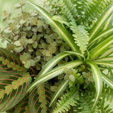 Green boutiQ - Zimmerpflanze - Grünlilie - Maranta - Kallisie - Schwertfarn - 4er-Mix - Haustierfreundliche Pflanzen - Grün - 4 Pflanzen - mit Korb - Topf 12cm - Höhe 25cm