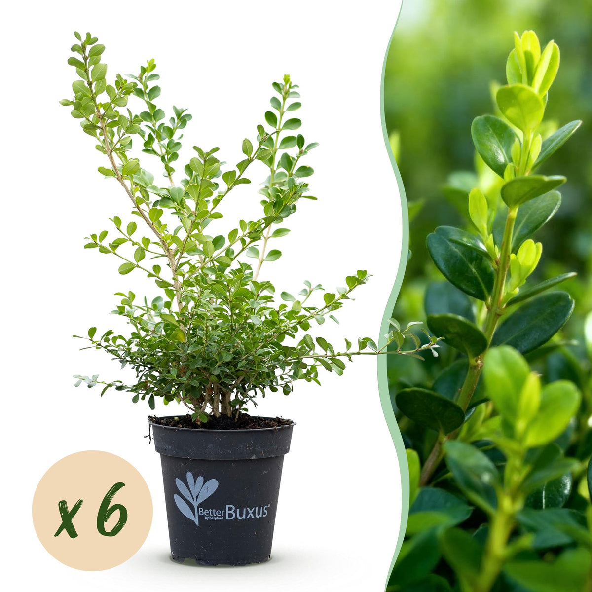 Green boutiQ - Buxushecke - BetterBuxus Babylon Beauty - Resistent gegen den Buchsbaumzünsler - 6 Pflanzen - 1 laufender Meter - Topf 13cm Höhe 30-35