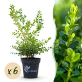 Green boutiQ - Buxushecke - BetterBuxus Babylon Beauty - Resistent gegen den Buchsbaumzünsler - 6 Pflanzen - 1 laufender Meter - Topf 13cm Höhe 30-35