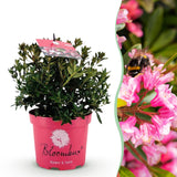 Rhododendron nain Bloombux Magenta - Rhododendron à petites feuilles - H 30-40 cm, pot Ø17 cm