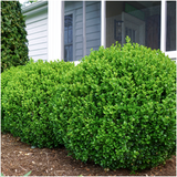 2 x 6er-Pack Buxus NewGen Freedom – Winterharte Immergrüne Sträucher 12 x Ø7 cm - ↕15 cm | Kompakter Buchsbaum