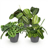 Green boutiQ - Zimmerpflanze - Maranta Silverband, Maranta Lemon Lime, Maranta Kerchoveana - Gebetspflanze - Tierfreundliche Pflanze - Grün - 3 Pflanzen - mit Übertopf Grau - Topf 12cm - Höhe 25cm