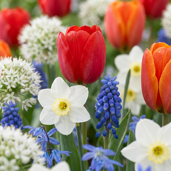 Mélange de bulbes à fleurs de Hollande