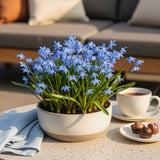 Green boutiQ - Blumenzwiebeln - Scilla Siberica - Farbe Violett - 50 Stück - Zwiebelgröße 7/8 - XXL Pack