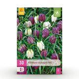 Green boutiQ - Blumenzwiebeln - Fritillaria Meleagris Mix - Farbe Lila und Weiß - 30 Stück - Zwiebelgröße 6/7 - XXL Pack
