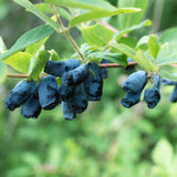 Green boutiQ - Fruitplanten - Honigbeere - Lonicera caerulea Kamtschatika - Blaubeere - 2 Pflanzen - Topf 15cm Höhe 50cm