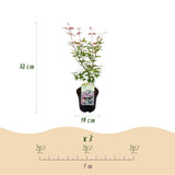 Green boutiQ - Terrassenpflanze - Japanischer Ahorn - Acer palmatum Phoenix - Rosa - 2 Pflanzen - Laubabwerfend - Topf 19cm Höhe 70cm