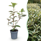 Kit haie Elaeagnus Compacta - H 25-35 cm, pot Ø9 cm