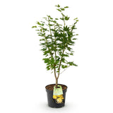 Érable du Japon Jordan - H 90 cm, pot Ø26 cm