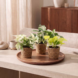 Pothos tricolore avec paniers - Epipremnum - lot de 3