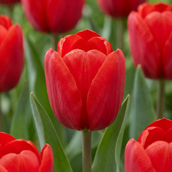 Tulipe triomphe rouge