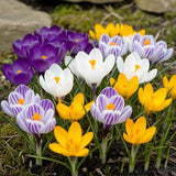 Green boutiQ - Blumenzwiebeln - Krokus Großblumig Mischung - Verschiedene Farben - 30 Stück - Zwiebelgröße 7/8 - XXL Pack