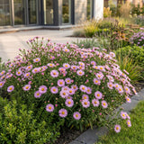 Aster nain Wood's Pink - H 15-25 cm, pot Ø11 cm