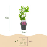 Green boutiQ - Gartenpflanze - Hibiscus syriacus Woodbridge - Gartenhibiskus - Winterhart - Rosa - 3 Pflanzen - Topf 17cm - Höhe 45cm