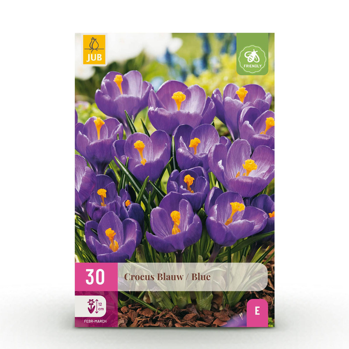 Green boutiQ - Blumenzwiebeln - Krokus Blau - Farbe Blau - 30 Stück - Zwiebelgröße 7/8 - XXL Pack