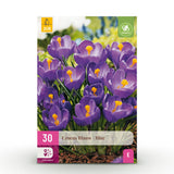 Green boutiQ - Blumenzwiebeln - Krokus Blau - Farbe Blau - 30 Stück - Zwiebelgröße 7/8 - XXL Pack