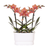 Kolibri Orchids | Orchideenset Diabolo Twin White | zwei orangefarbene Bolzano Orchideen Ø9cm
