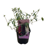 Green boutiQ - Sommerflieder - Buddleja davidii Tricolour - Blüten Rosa, Weiß und Violett - 1 Pflanze - Laubabwerfend - Schmetterlingsanziehend - Topf 17cm Höhe 30cm