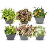 Vivaces alpines en mélange - H 10-12 cm, pot Ø7 cm