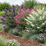 Green boutiQ - Gartenpflanze - Buddleja davidii Tricolour - Schmetterlingsstrauch - Winterhart - Blau - Rosa - Weiß - 3 Pflanzen - Topf 17cm - Höhe 45cm