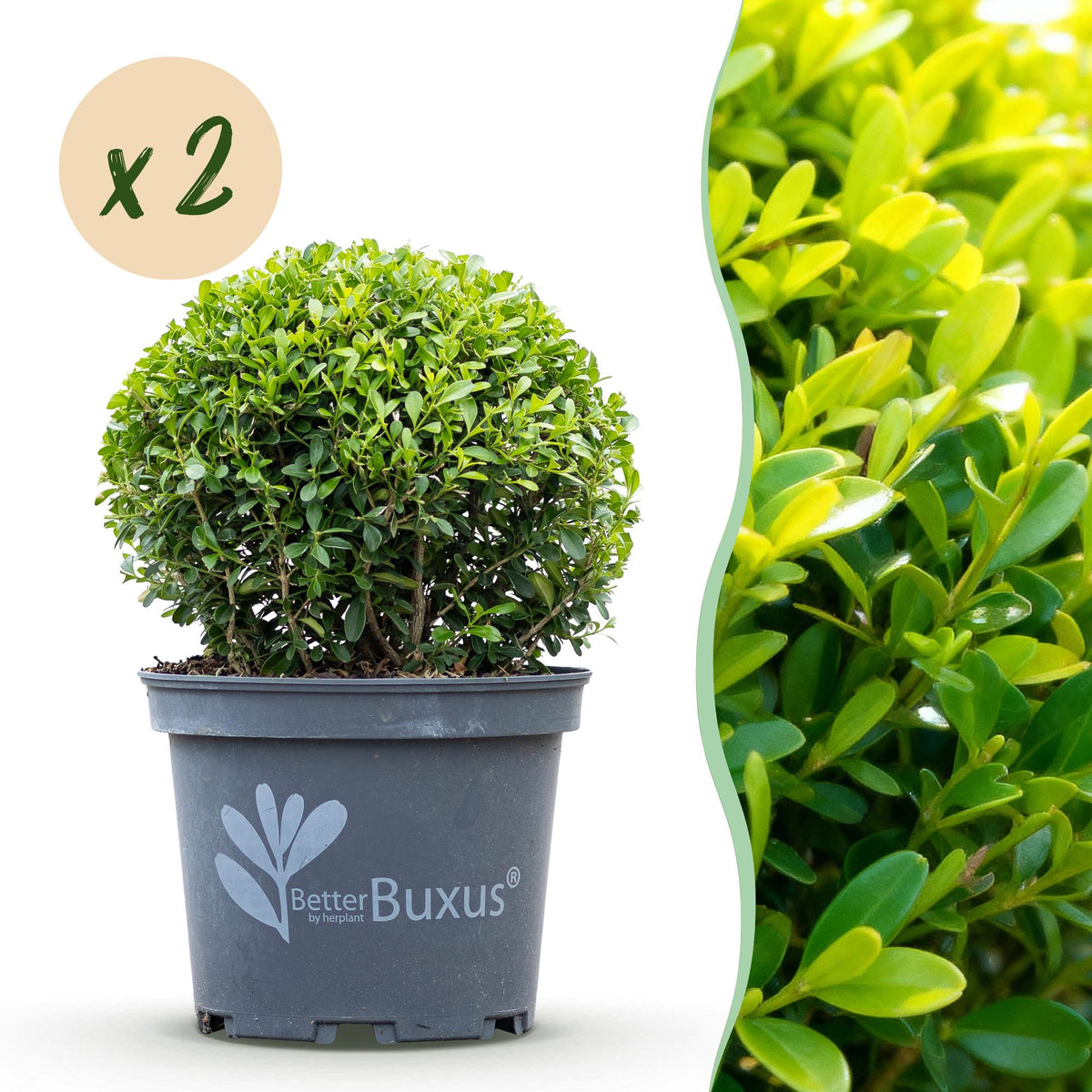 Green boutiQ – Buchsbaumkugel – BetterBuxus Skylight – Resistent gegen Buchsbaumkrankheiten – 2 Pflanzen – Topf 23cm Kugel 25cm