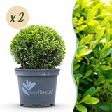 Green boutiQ – Buchsbaumkugel – BetterBuxus Skylight – Resistent gegen Buchsbaumkrankheiten – 2 Pflanzen – Topf 23cm Kugel 25cm