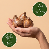 Mélange de bulbes pour sol frais