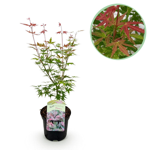 Green boutiQ - Terrasplant - Japanischer Ahorn - Acer palmatum Phoenix - Rosa - 1 Pflanze - Laubabwerfend - Topf 19cm Höhe 70cm