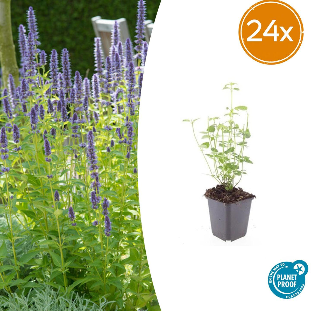 Agastache Black Adder en godet - Agastache hybride - H 10-25 cm, pot Ø9 cm - photo 7