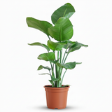 Green boutiQ - Zimmerpflanze - Paradiesvogelblume - Strelitzia Nicolai - Grün - Pflegeleicht - 1 Pflanze - Topf 19cm - Höhe 80 - 90cm