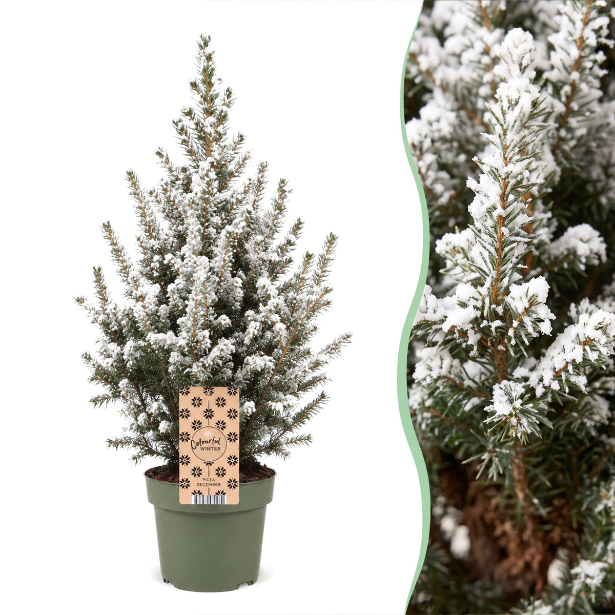 Épicéa nain Conica effet neige - Sapin de Noël vivant enneigé