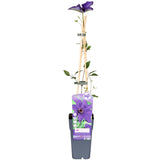 Waldrebe The President - Clematis violett - Ø15cm - ↕65cm