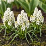 Green boutiQ - Blumenzwiebeln - Muscari White Magic - Farbe Weiß - 50 Stück - Zwiebelgröße 6/7 - XXL Pack