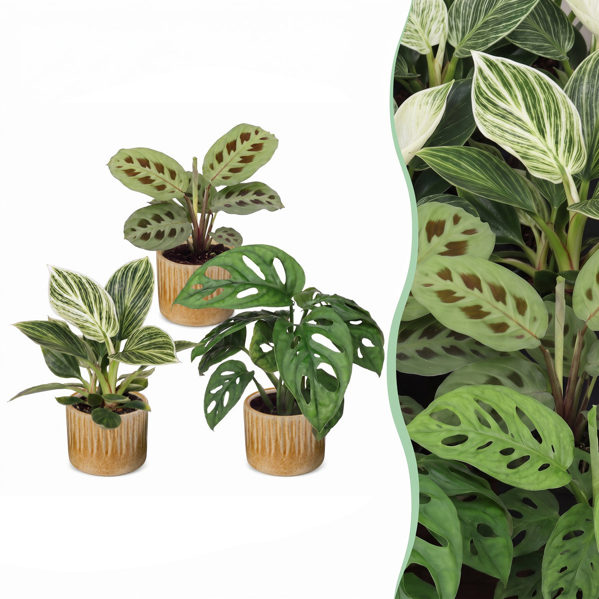 Baby plantes surprise avec cache-pots Linnea miel - lot de 3 à 12 mini plantes - pot Ø6 cm - photo 7