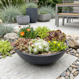 Vivaces alpines en mélange - H 10-12 cm, pot Ø7 cm