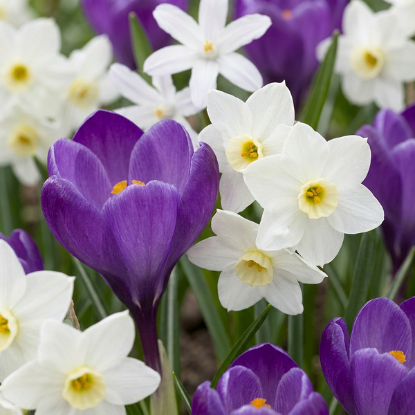 Bulbes pour jardin d'ombre, grande quantité