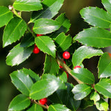 Green boutiQ - Gartenpflanze - Ilex meserveae Blue Maid - Stamm auf Pflanze - Terrassenpflanze - Laubabwerfend - Pflegeleicht - Topf 19cm Höhe 90cm