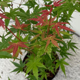 Green boutiQ - Terrassenpflanze - Japanischer Ahorn - Acer palmatum Phoenix - Rosa - 2 Pflanzen - Laubabwerfend - Topf 19cm Höhe 70cm