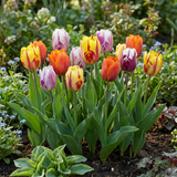 Tulipe en mélange Flaming Beauty