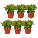 Arbre de jade - Crassula ovata - lot de 6