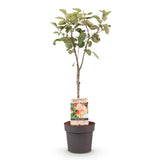 Green boutiQ - Obstbaum - Apfelbaum - Malus domestica Jonagold - Gelbgrüner Apfel - Topf 21cm Höhe 90cm
