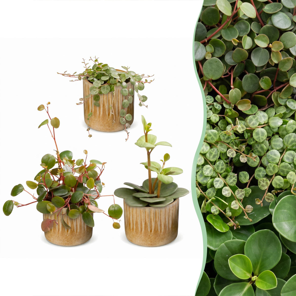Baby Peperomia avec cache-pots Linnea miel - Hope, Pepperspot et prostrata - lot de 3