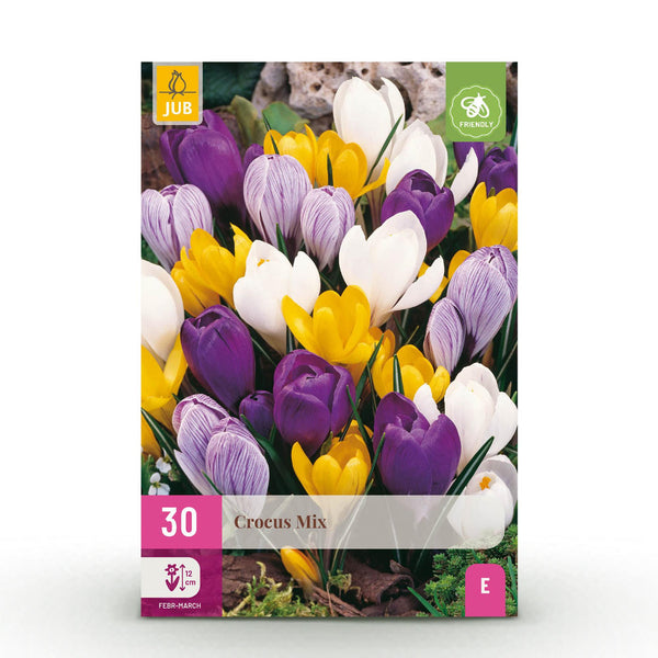 Green boutiQ - Blumenzwiebeln - Krokus Großblumig Mischung - Verschiedene Farben - 30 Stück - Zwiebelgröße 7/8 - XXL Pack