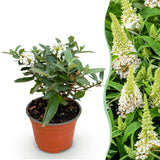 Green boutiQ - Gartenpflanze - Buddleja davidii Butterfly Candy Little White - Schmetterlingsflieder - Kompakt - Weiß - 1 Pflanze - Topf 12cm - Höhe 20-25cm