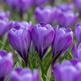 Crocus bleu à grandes fleurs - 120 bulbes