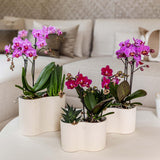 Kolibri Orchids | Violette Phalaenopsis Orchidee Topfgröße Ø9cm | Chamonix | blühende Zimmerpflanze - frisch vom Züchter