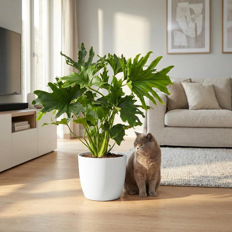 Green boutiQ - Zimmerpflanze - Philodendron - Philodendron Lickety Split - Grün - Pflegeleicht - 1 Pflanze - mit Korb - Topf 19cm - Höhe 70cm